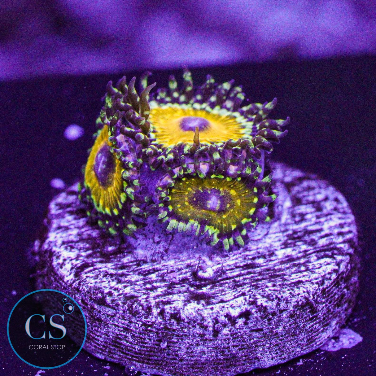 God Beast Zoa