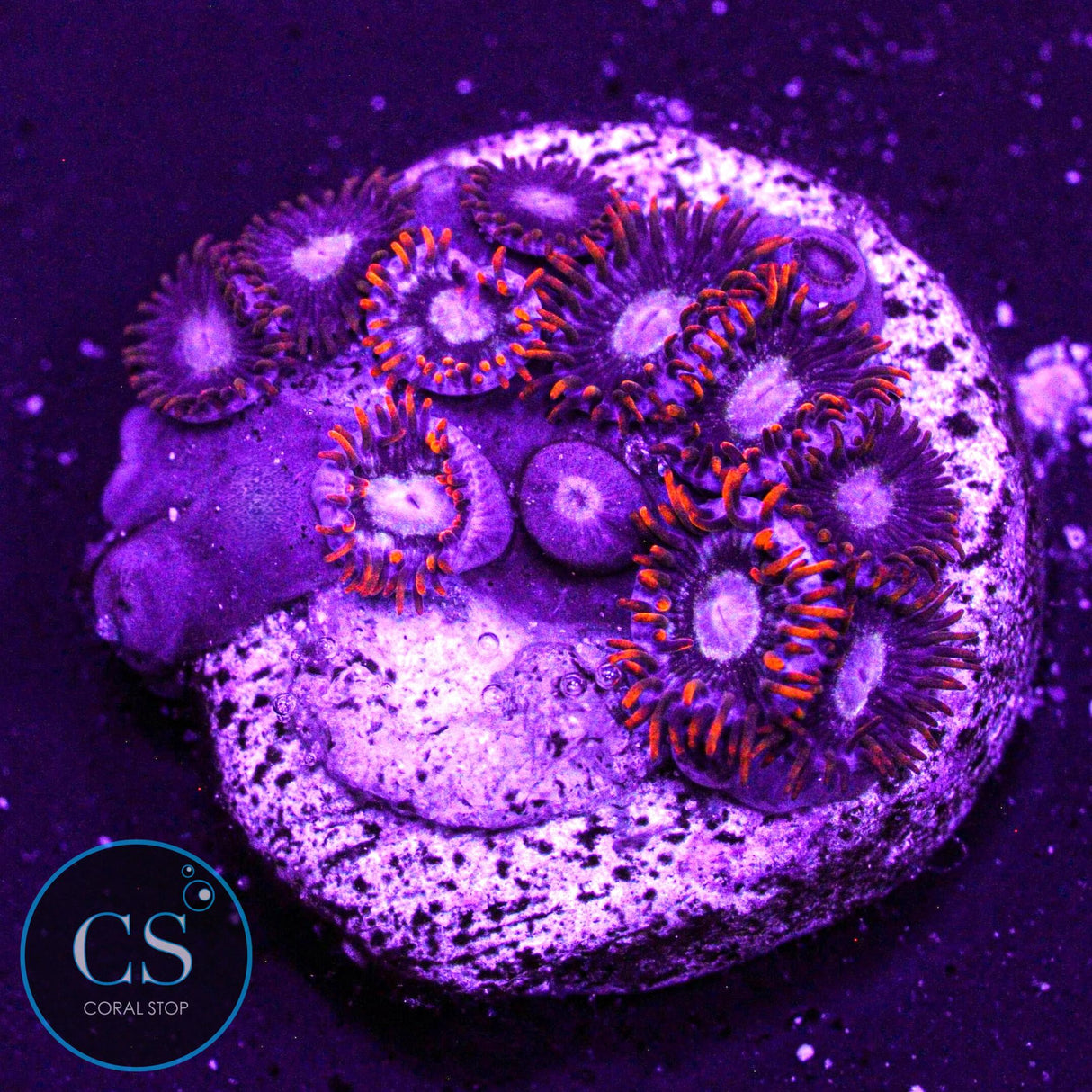 NEW RELEASE CS Hot Stuff Hornet Zoa