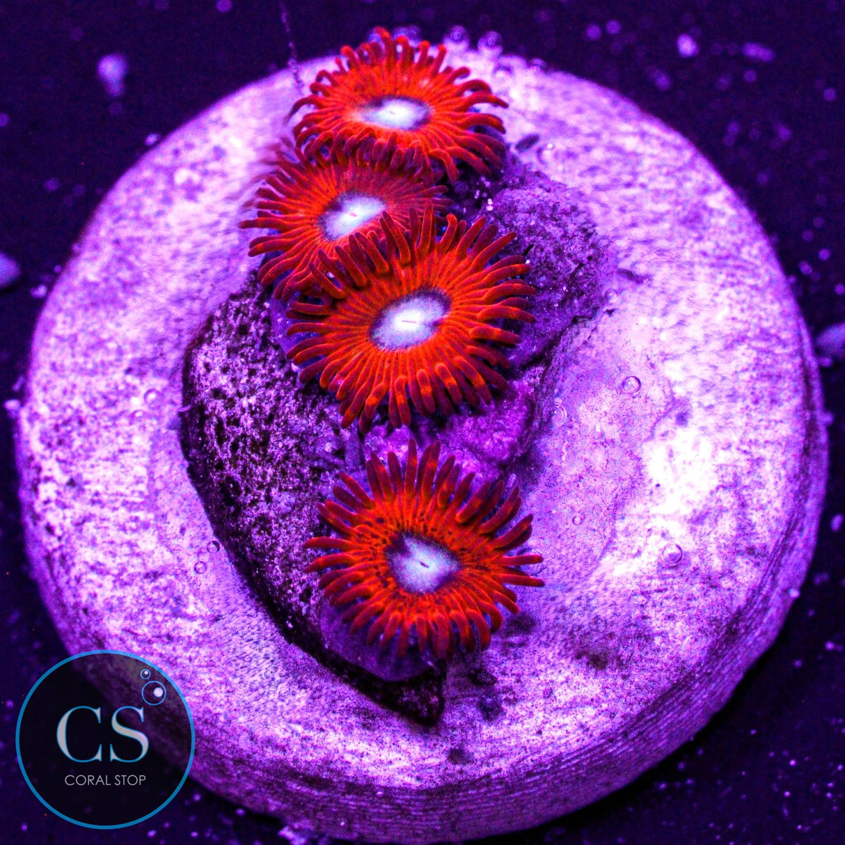 Charmander Zoa