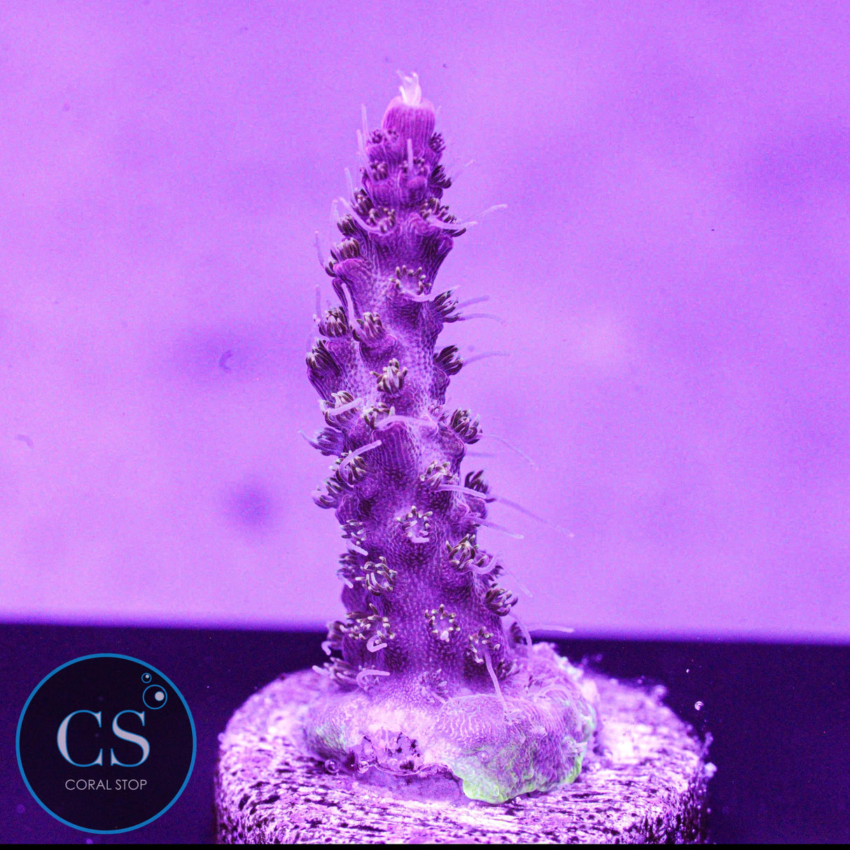 CB Gumdrop Acro