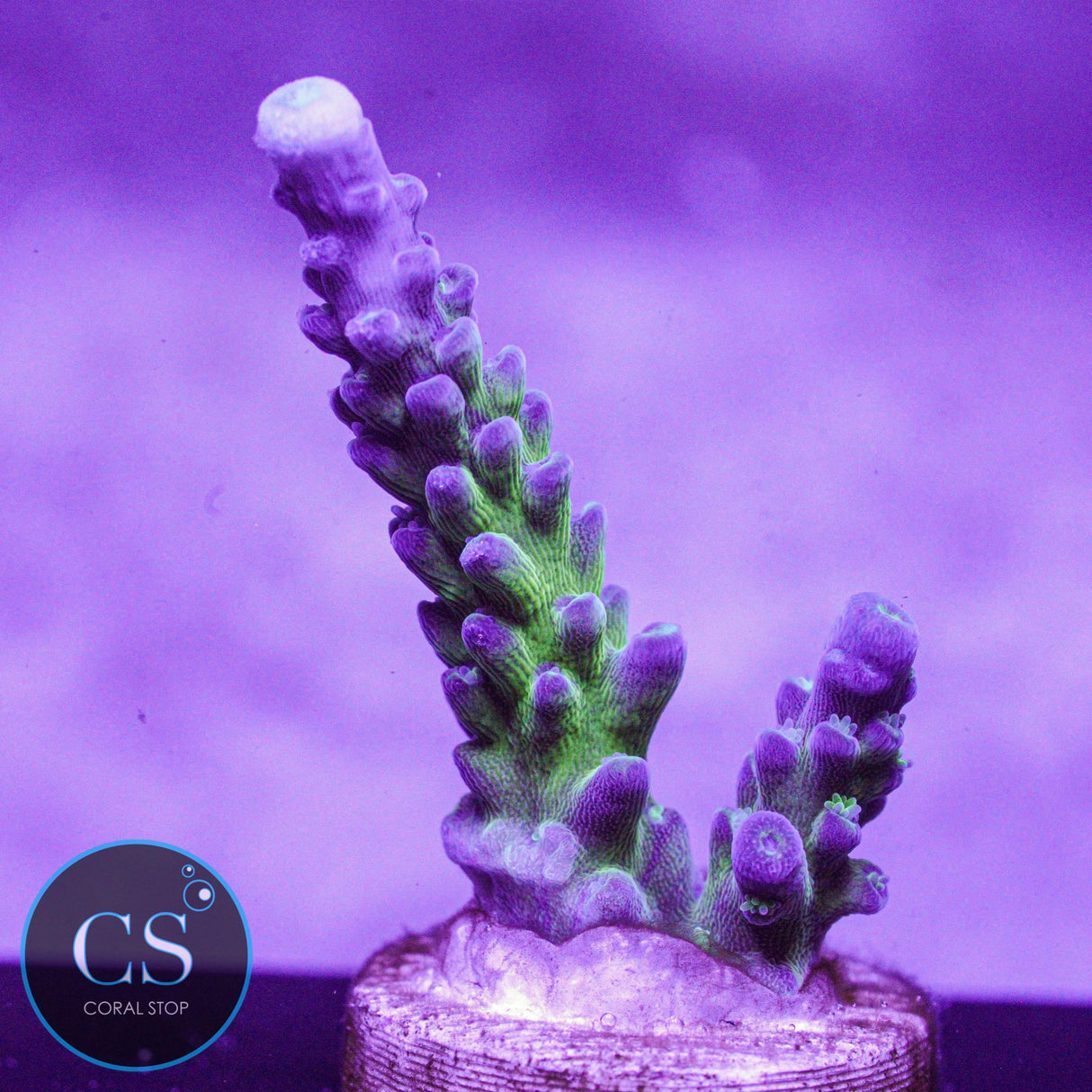 Cali Tort Acro