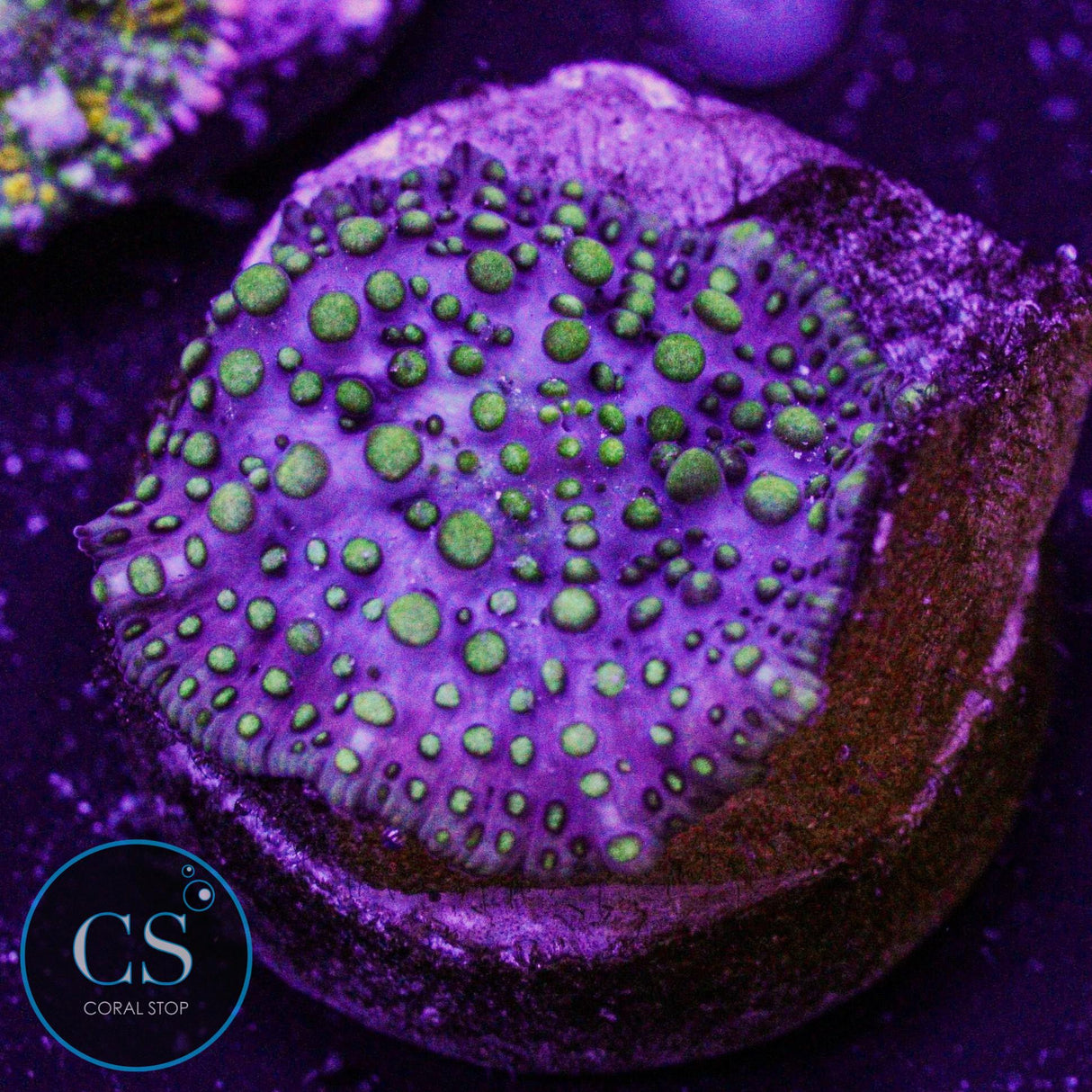 Lava Lamp Disco Mushroom
