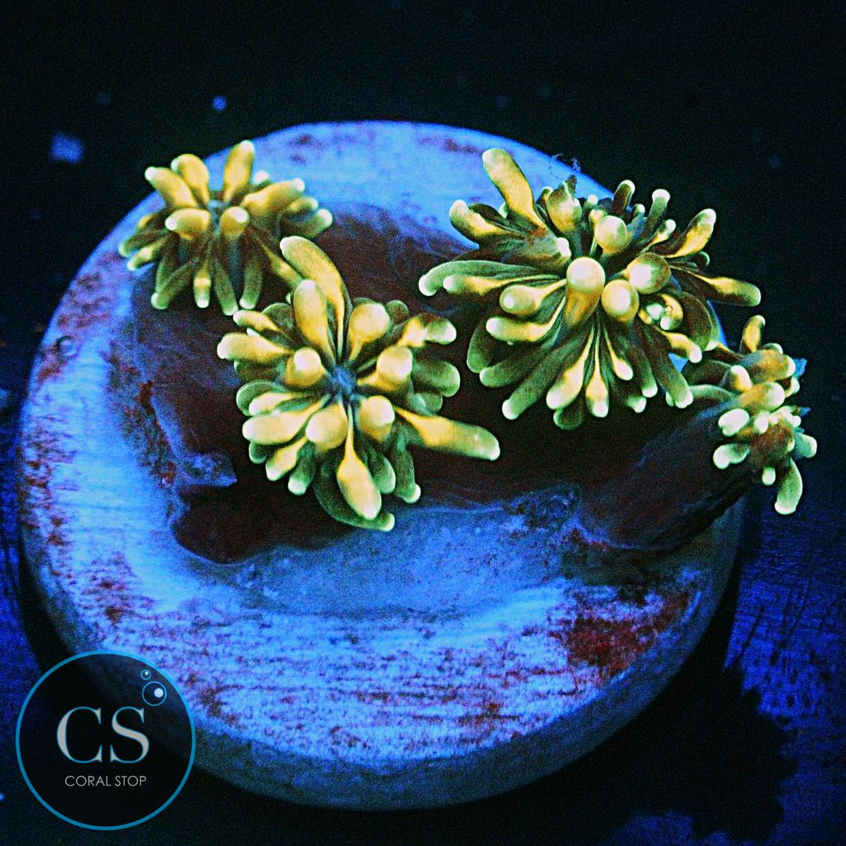 GOLDEN GALAXEA
