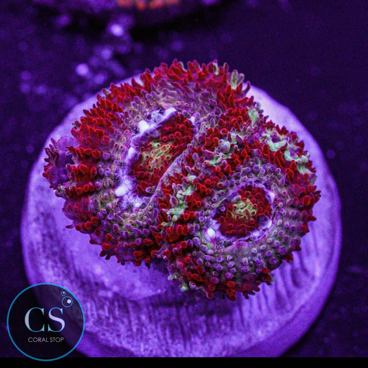 CS New Release Gushers Micromussa