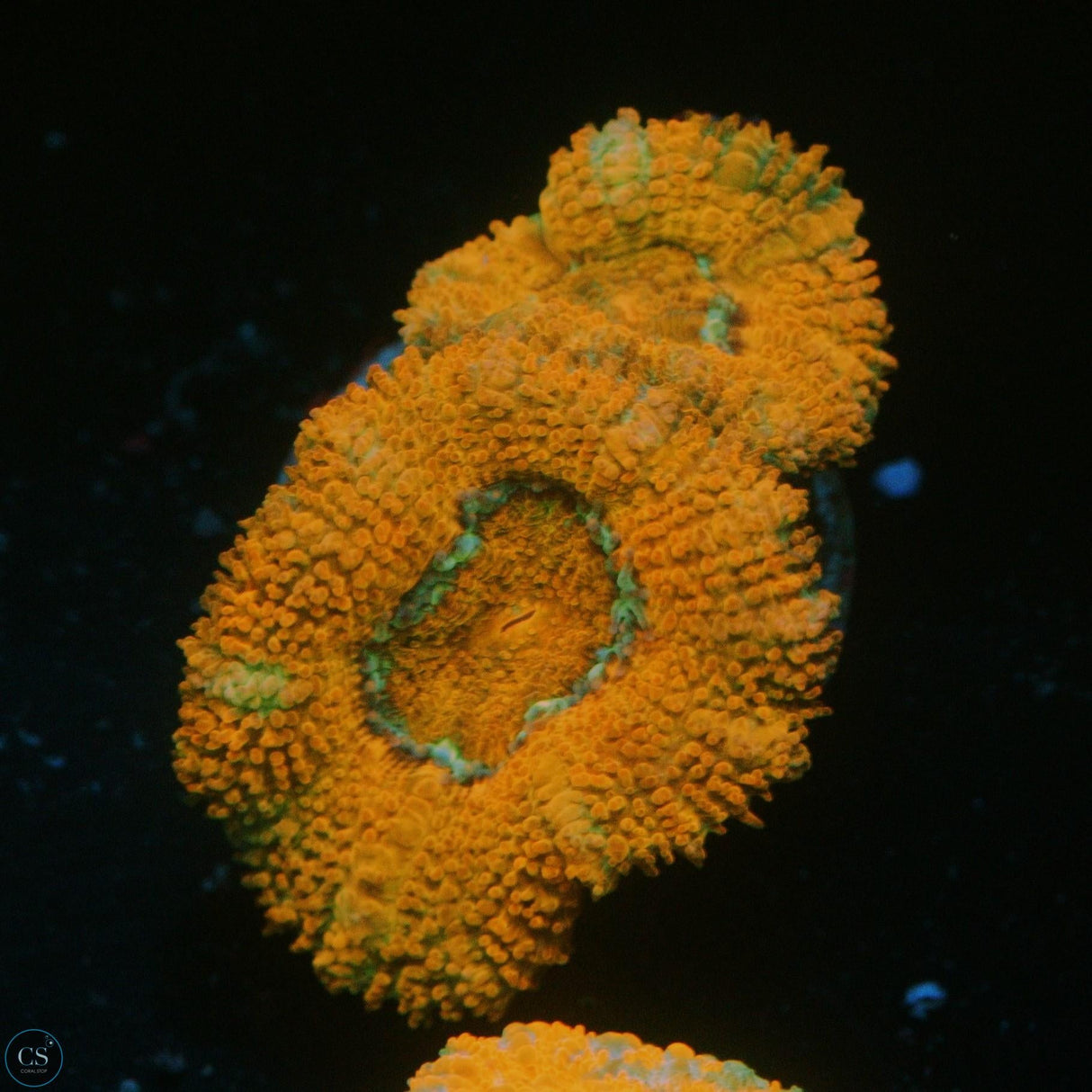 ORANGE CHERRY ACAN