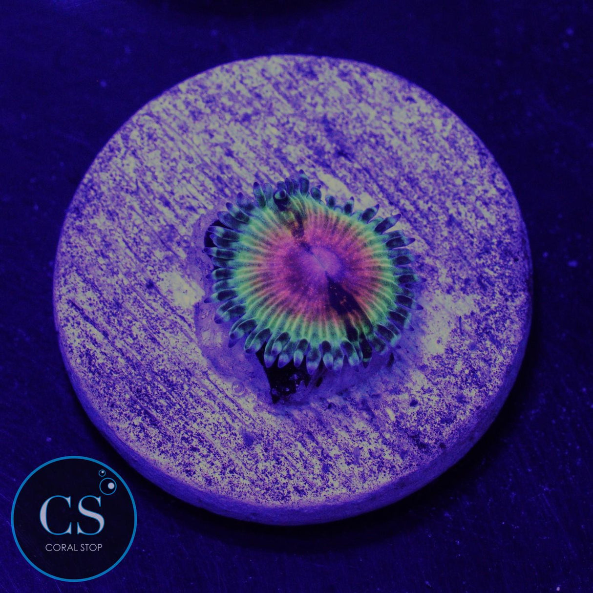 JF Bloodshot Zoa