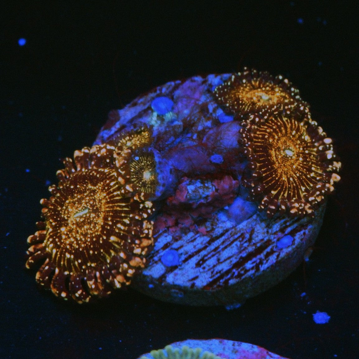 JF FRANKIES ACID TRIP ZOA