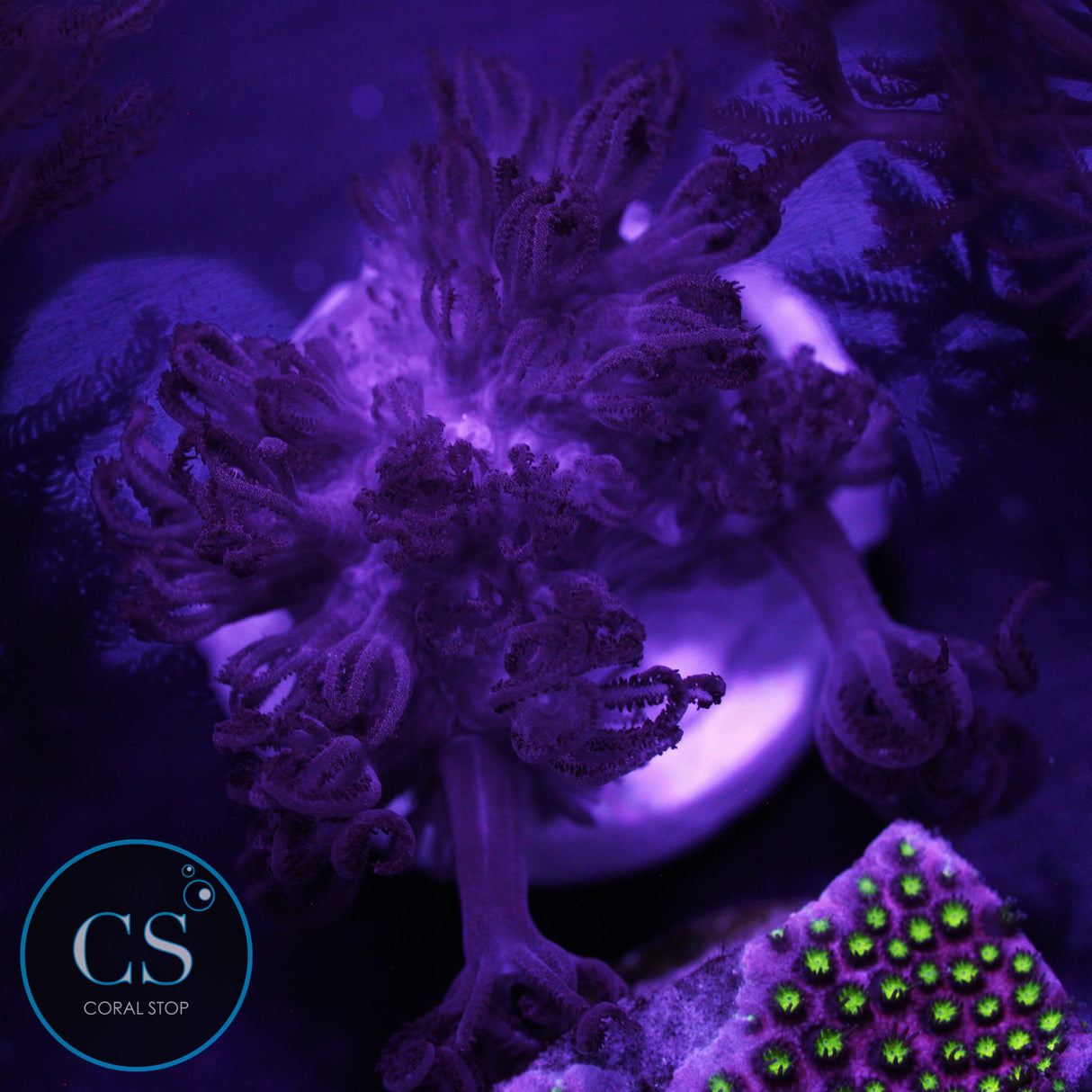 RARE RED PULSING XENIA