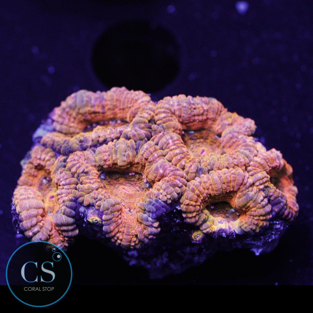 AUSSIE ACAN