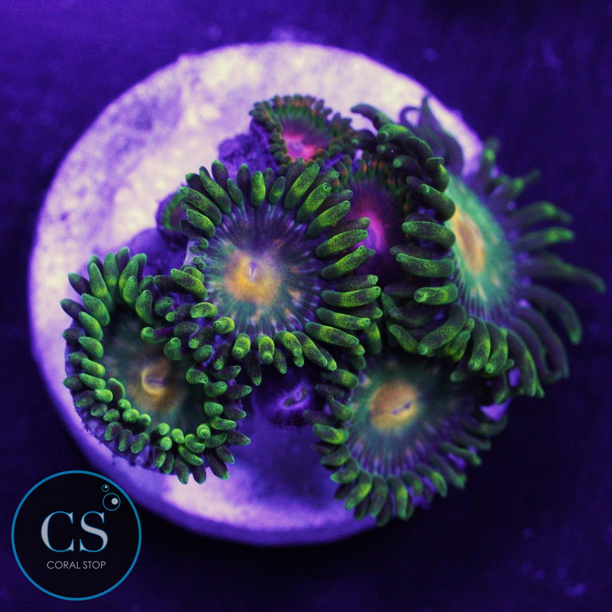 Green Bay Packers Zoa