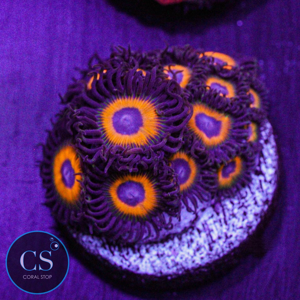 Firecracker Zoa