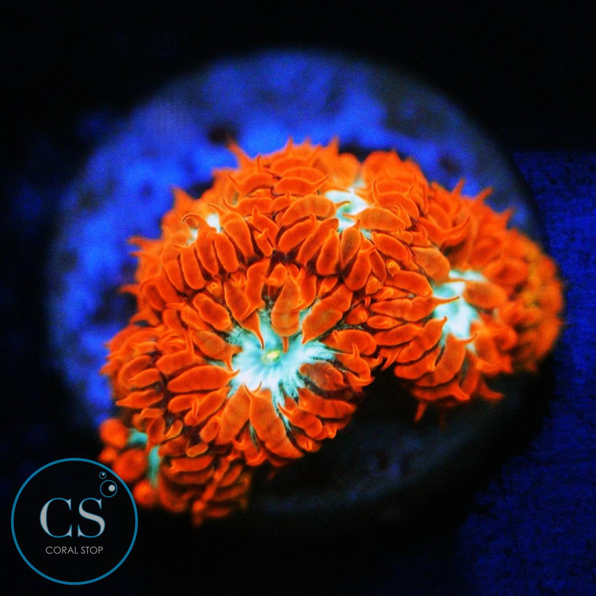 CC FIRE AND ICE BLASTO MERLETTI