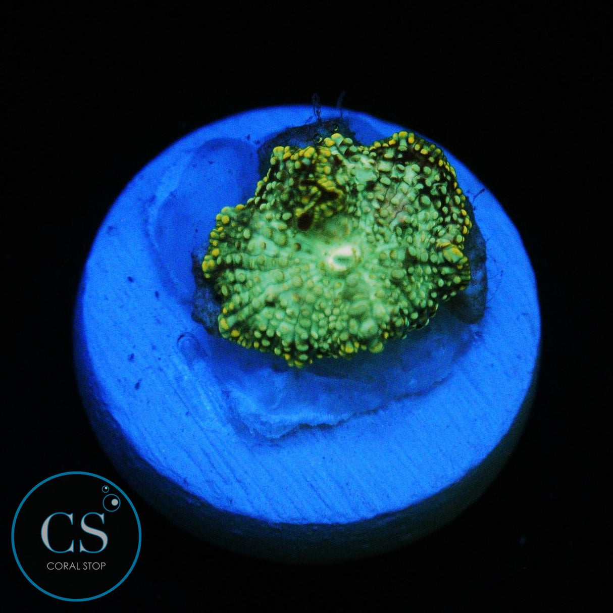 URANIUM GAS MUSHROOM