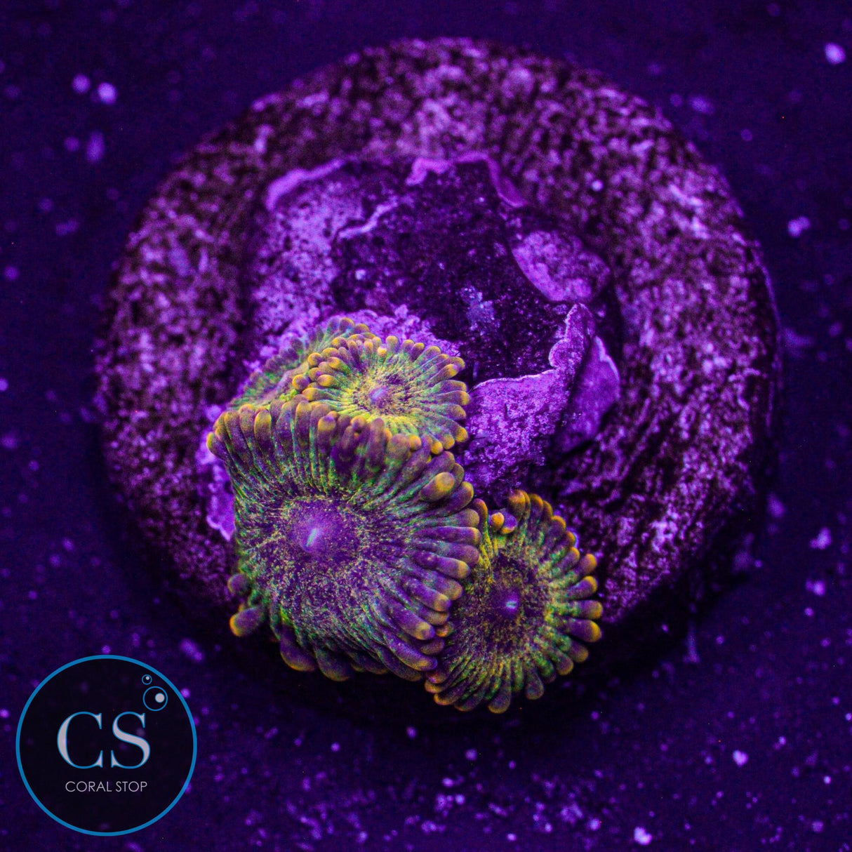 CC Gold Maul Zoa