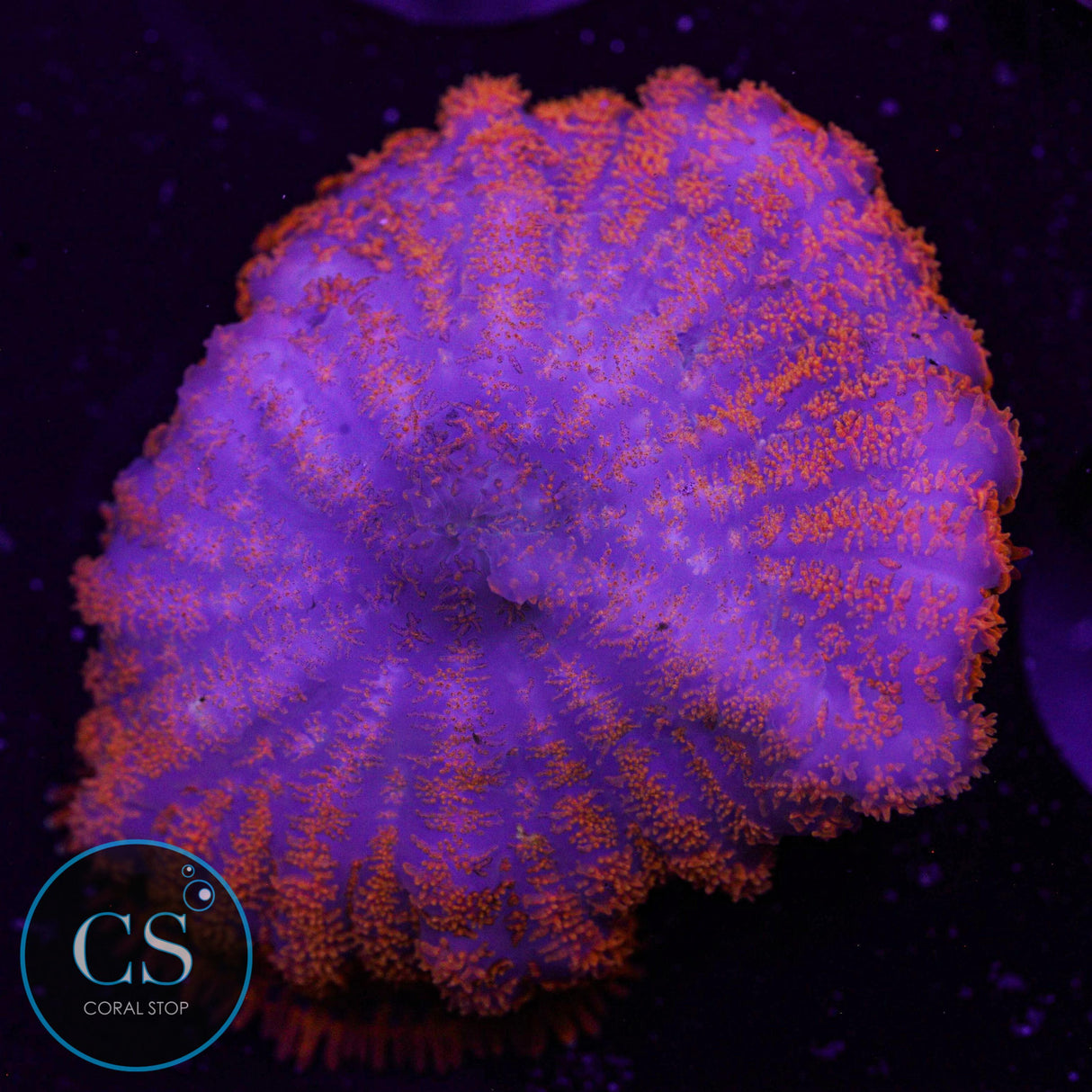 Bullseye Mushroom Bleaching