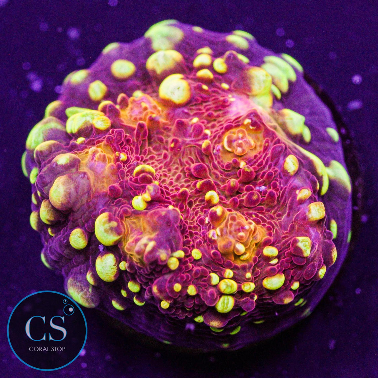 CS Fire Fest Chalice