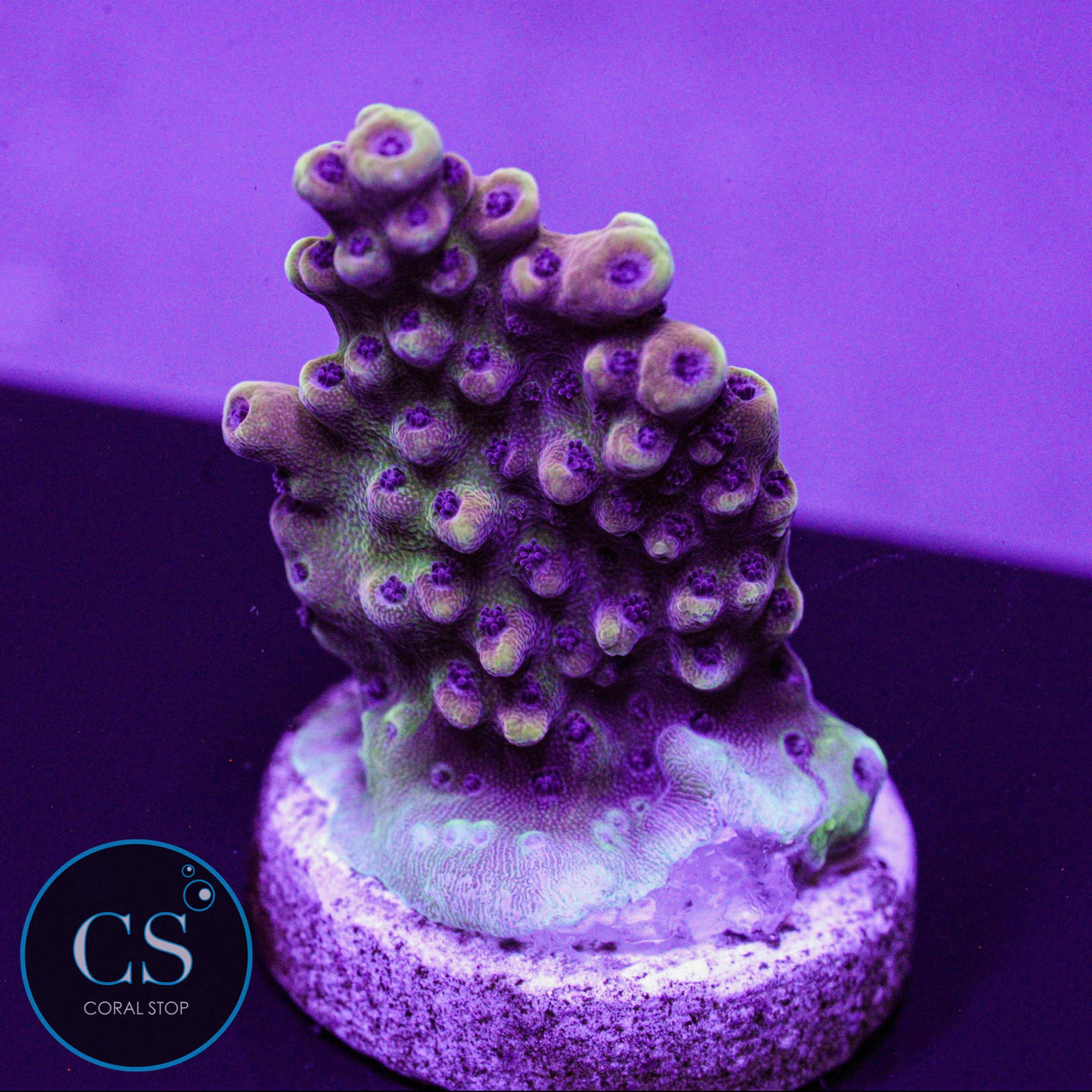 Pink Cadillac Acro