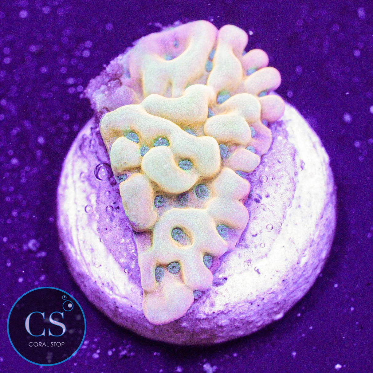 WWC Kung Pao Montipora