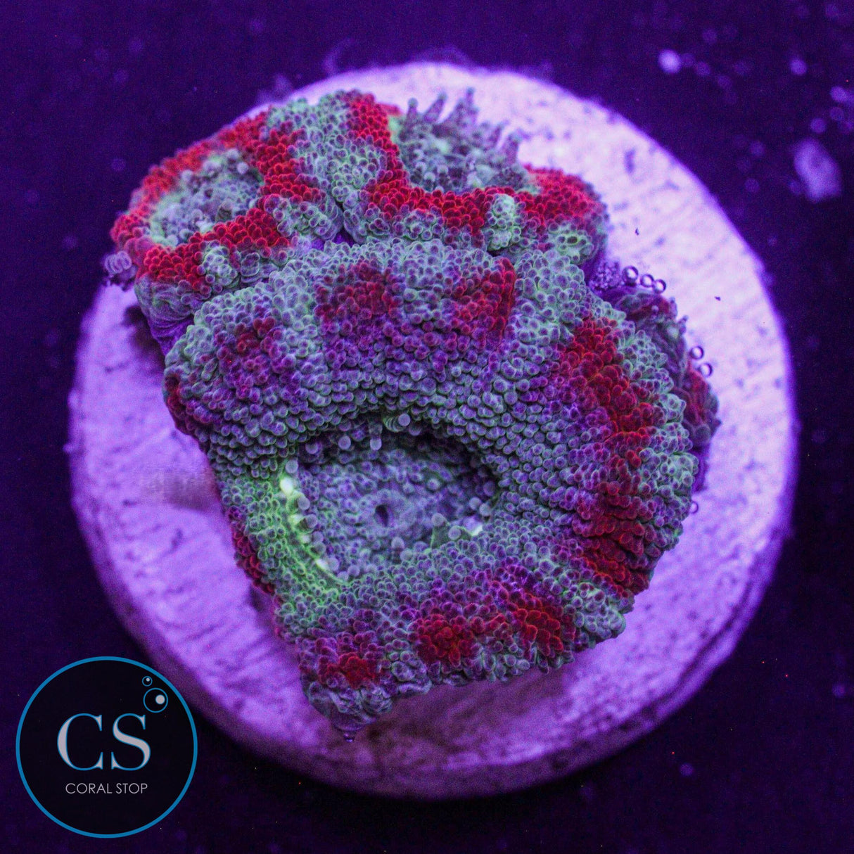 Demon Dungeon Asian Acan
