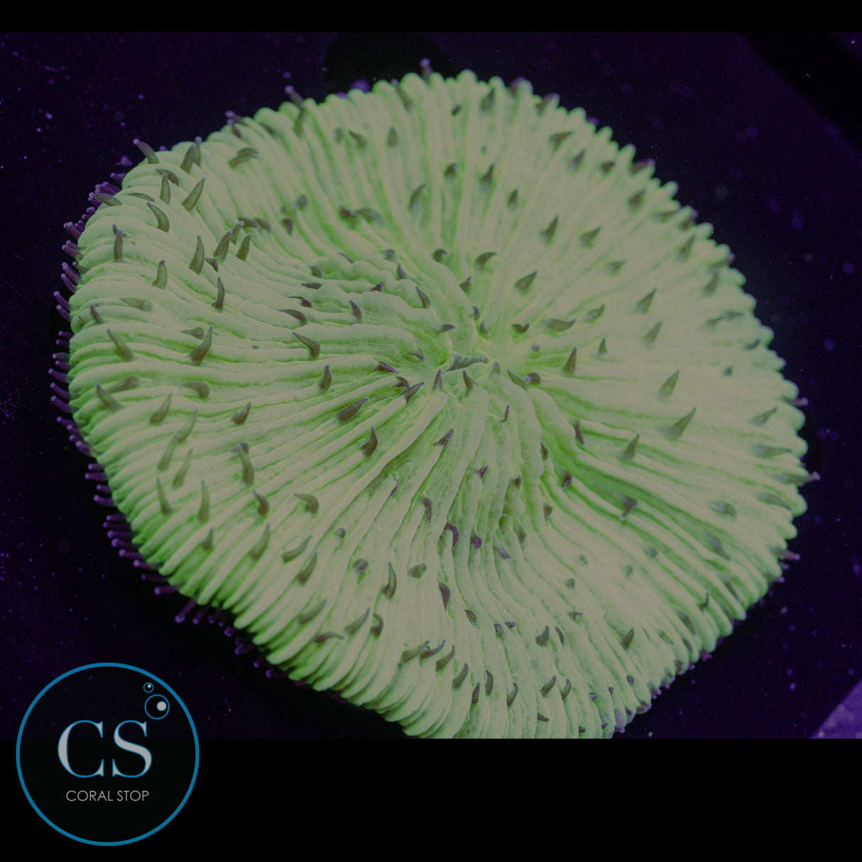 Mint Chip Plate Coral