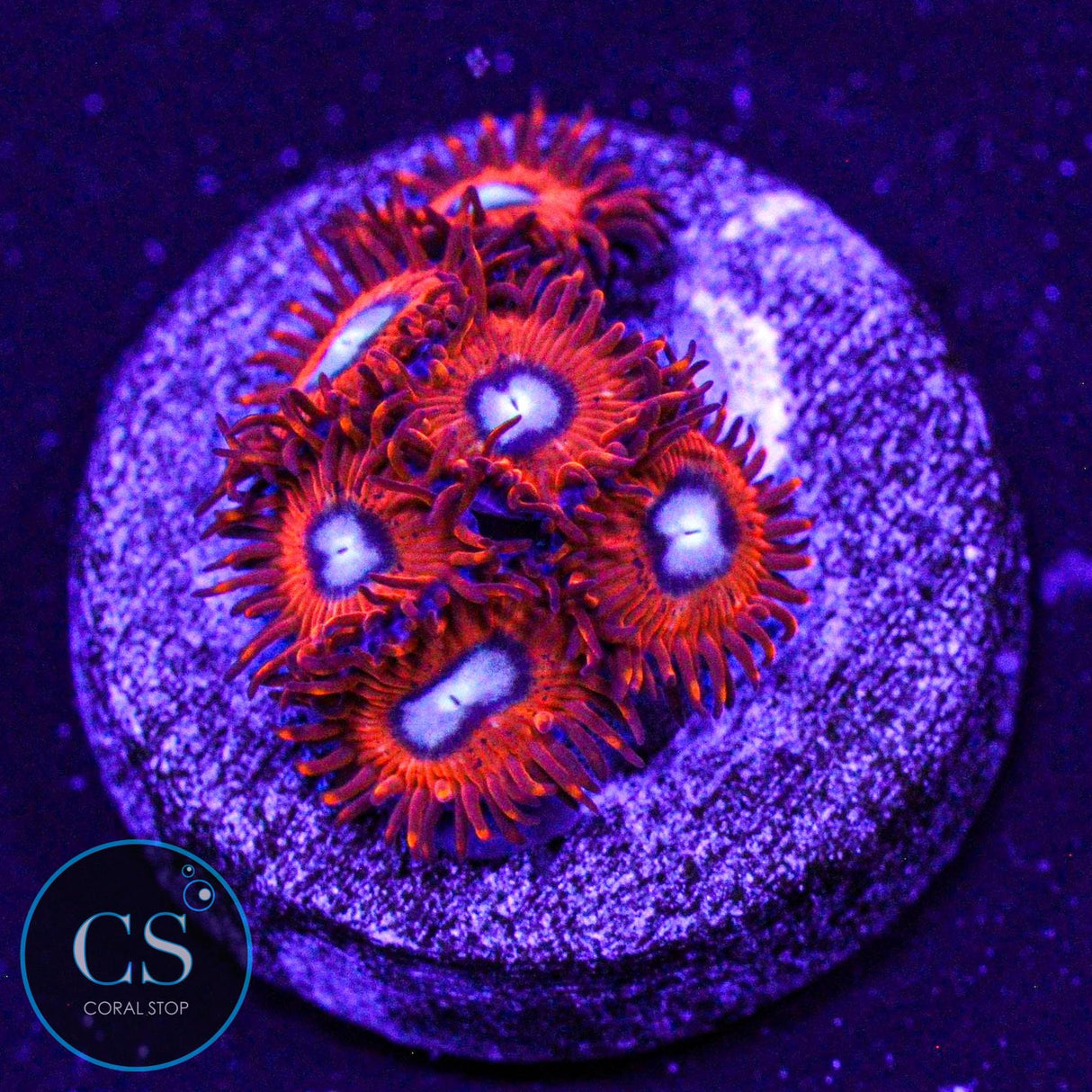Charmander Zoa