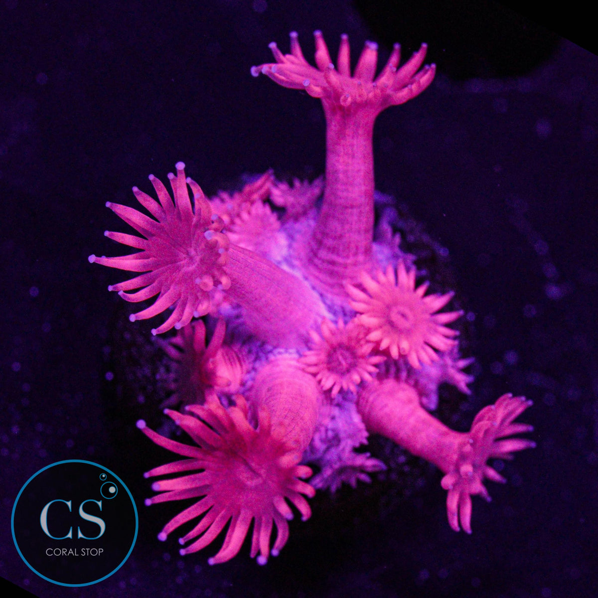 Fuchsia Red Goni