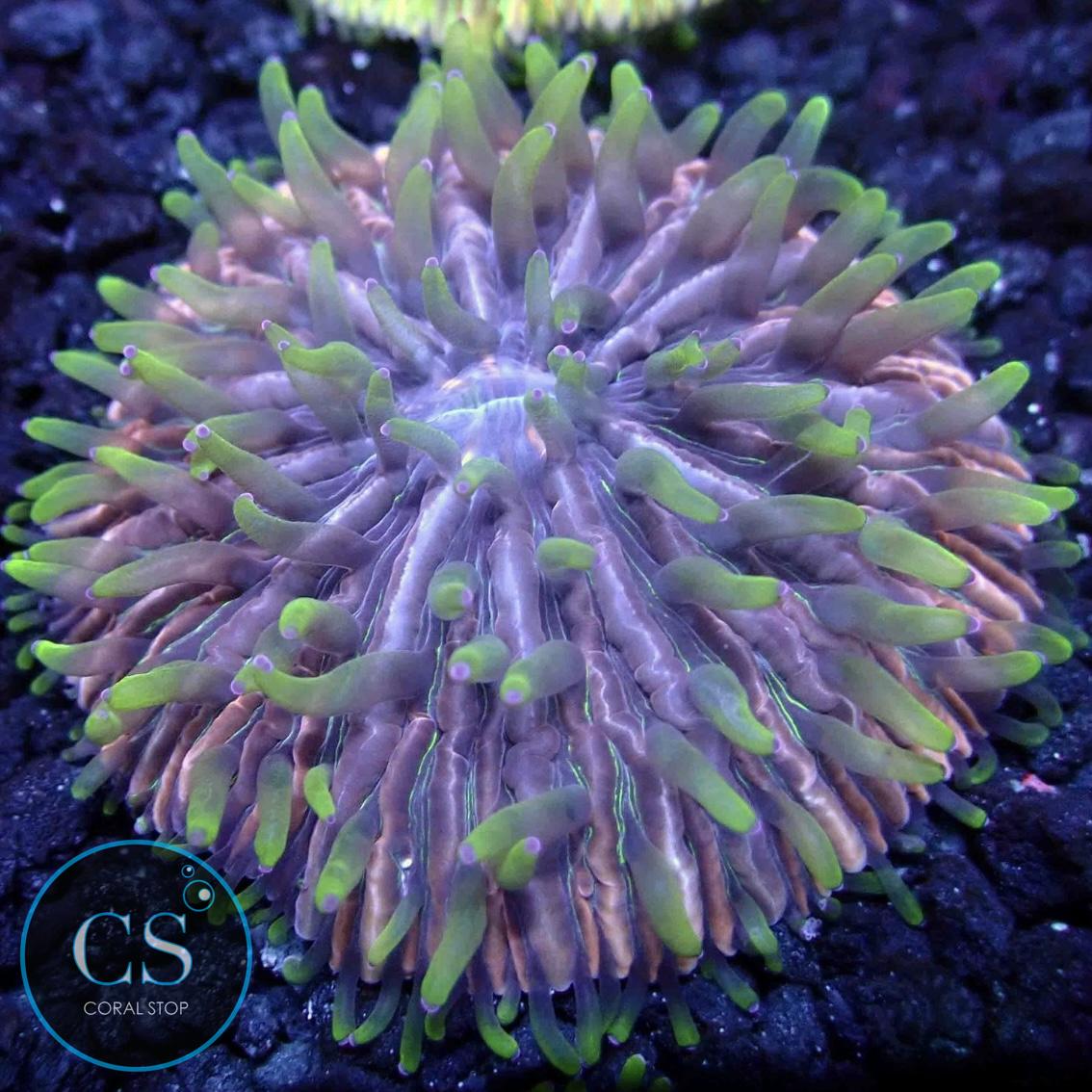 RAINBOW FUNGIA PLATE CORAL
