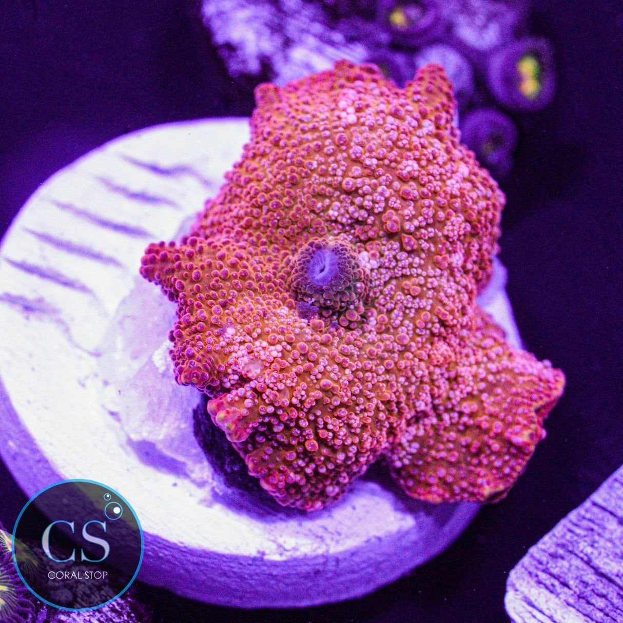 White Spot Orange Disco Mushroom