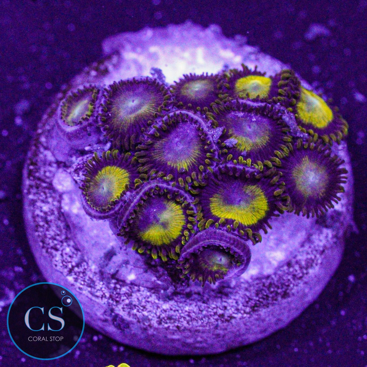 King Midas Zoa