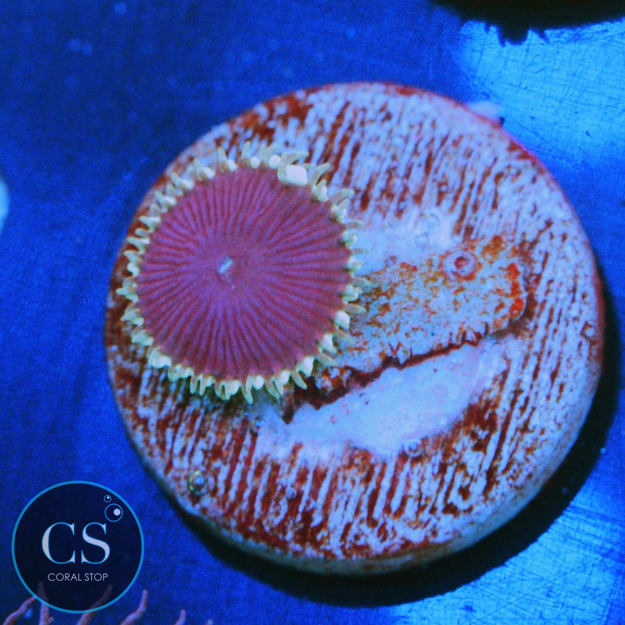 PURPLE DEATH PALY