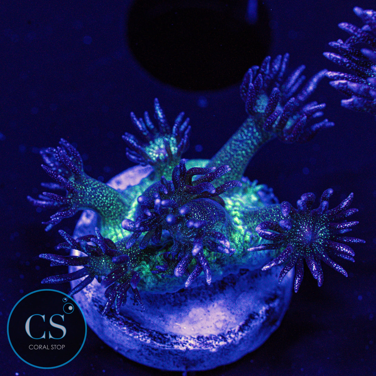 Glitter Bomb Goni