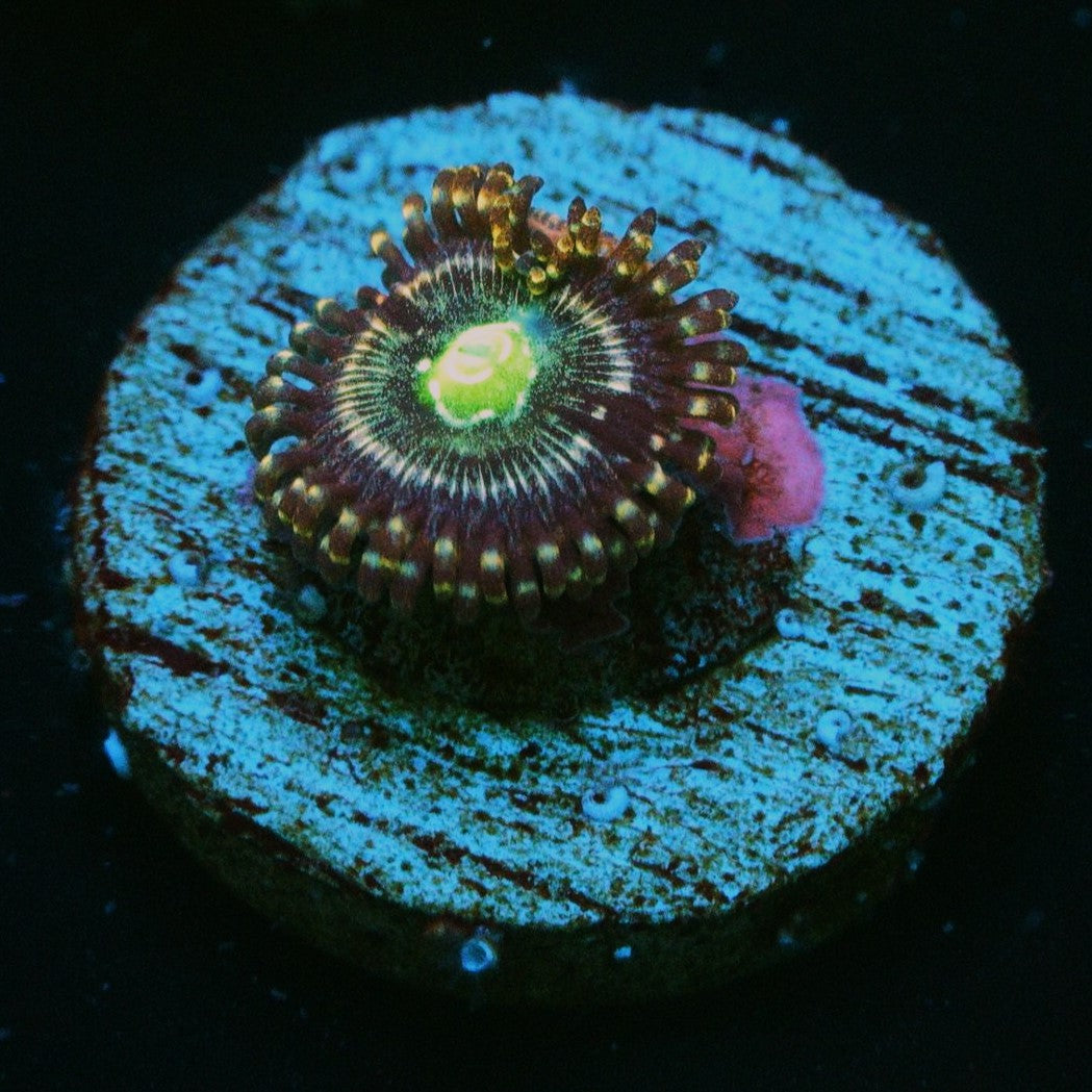 ADG MIKU FREAK ZOA