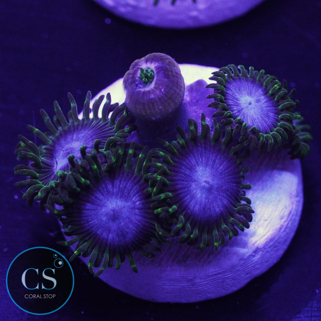 Ultra Blues Clues Zoa