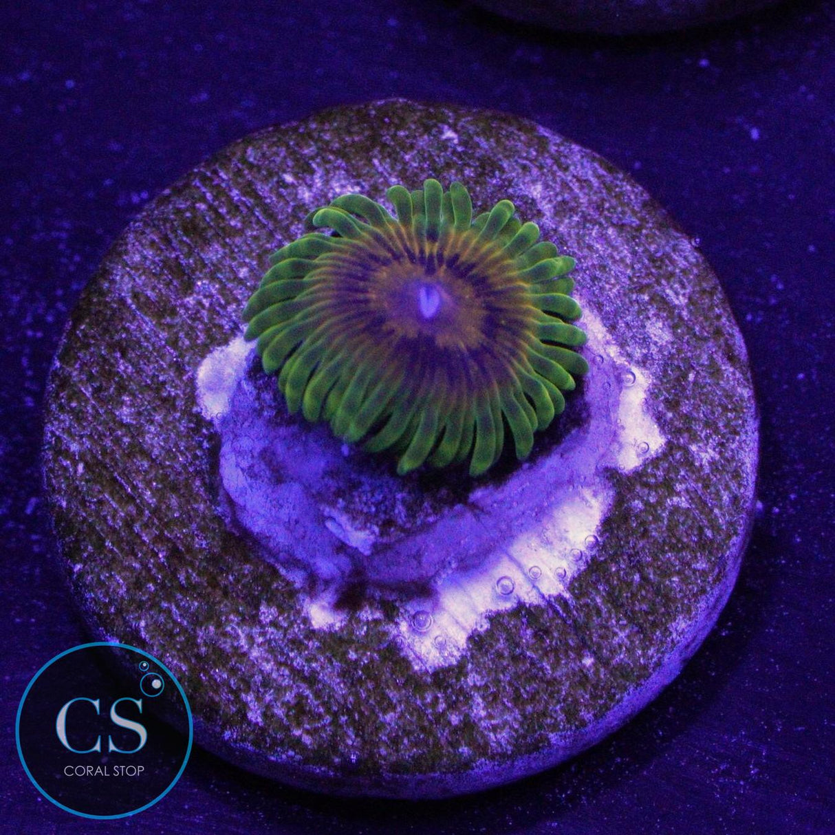 KDR BIG BIRD & KERMIT ZOA