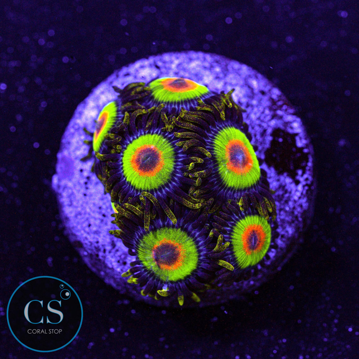 Rasta Zoa