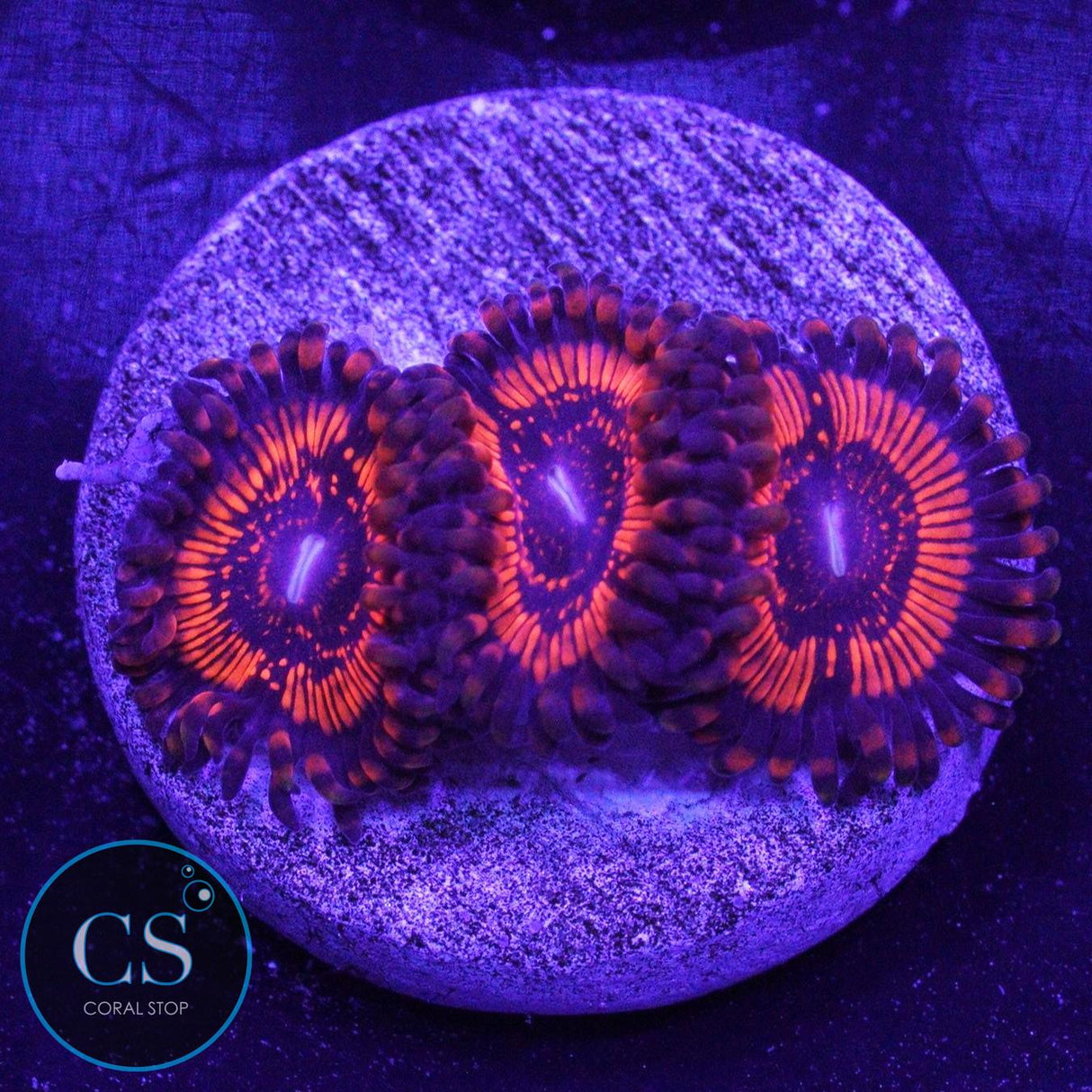 DRAGON GLASS ZOA