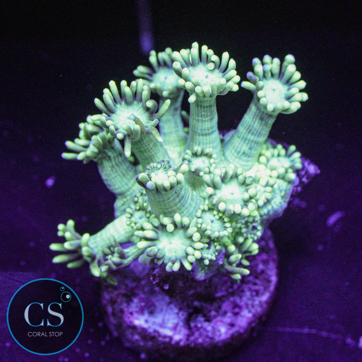 Green Highlight Goni
