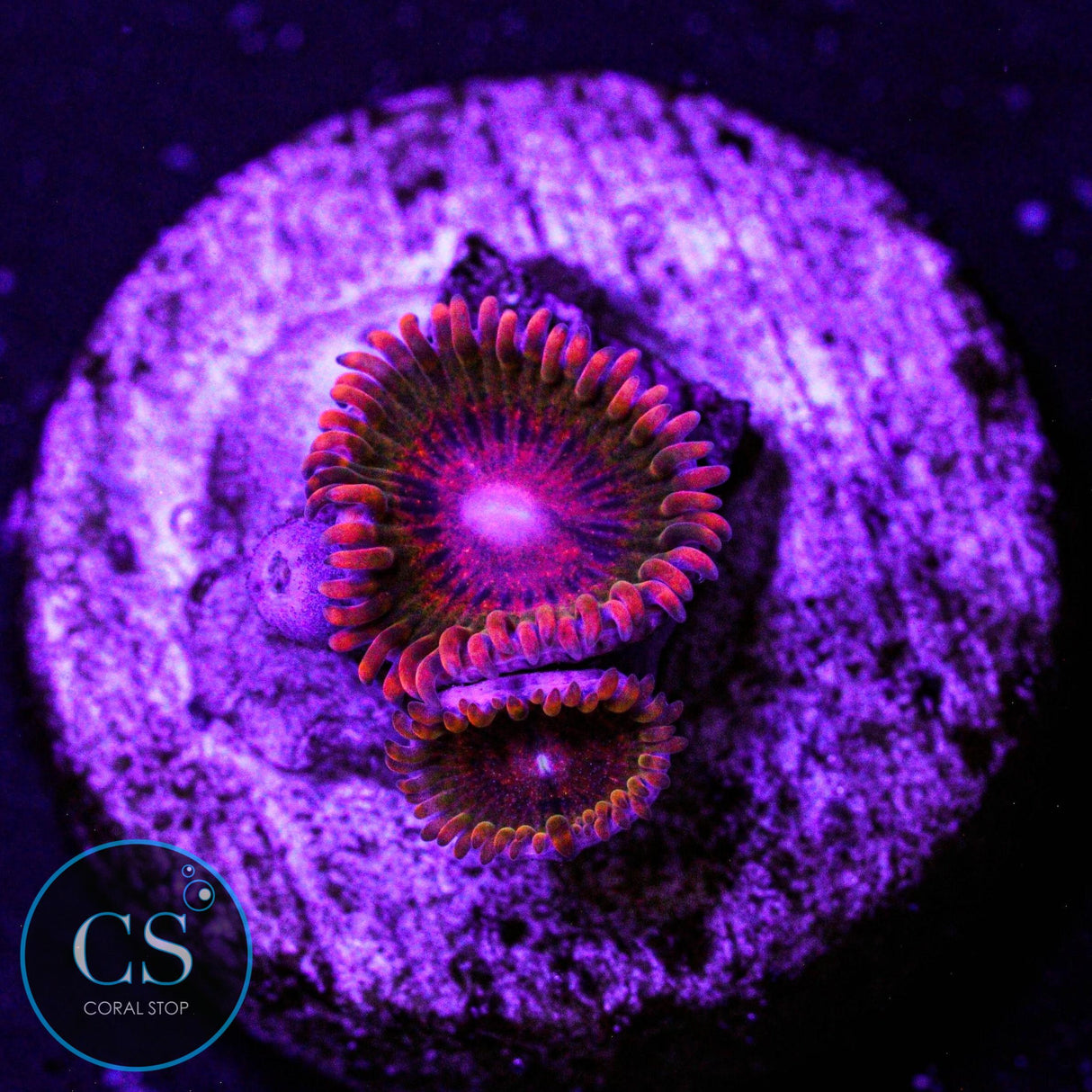 Speckled Krakatoa Zoa
