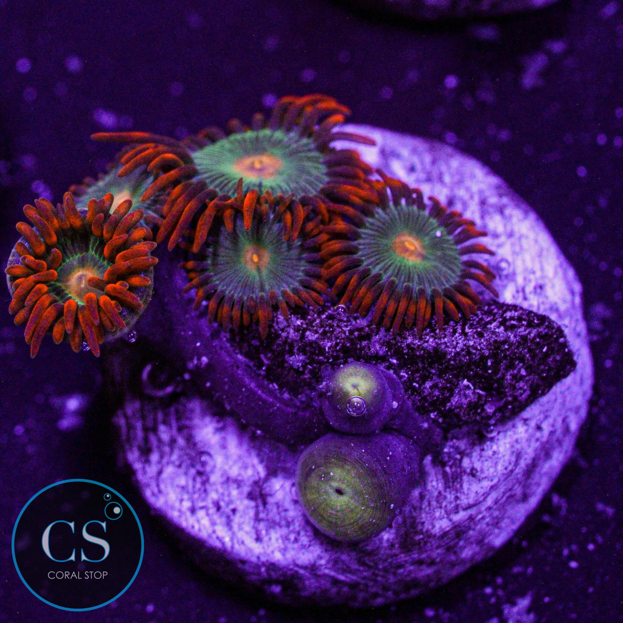 Gatorade Zoa