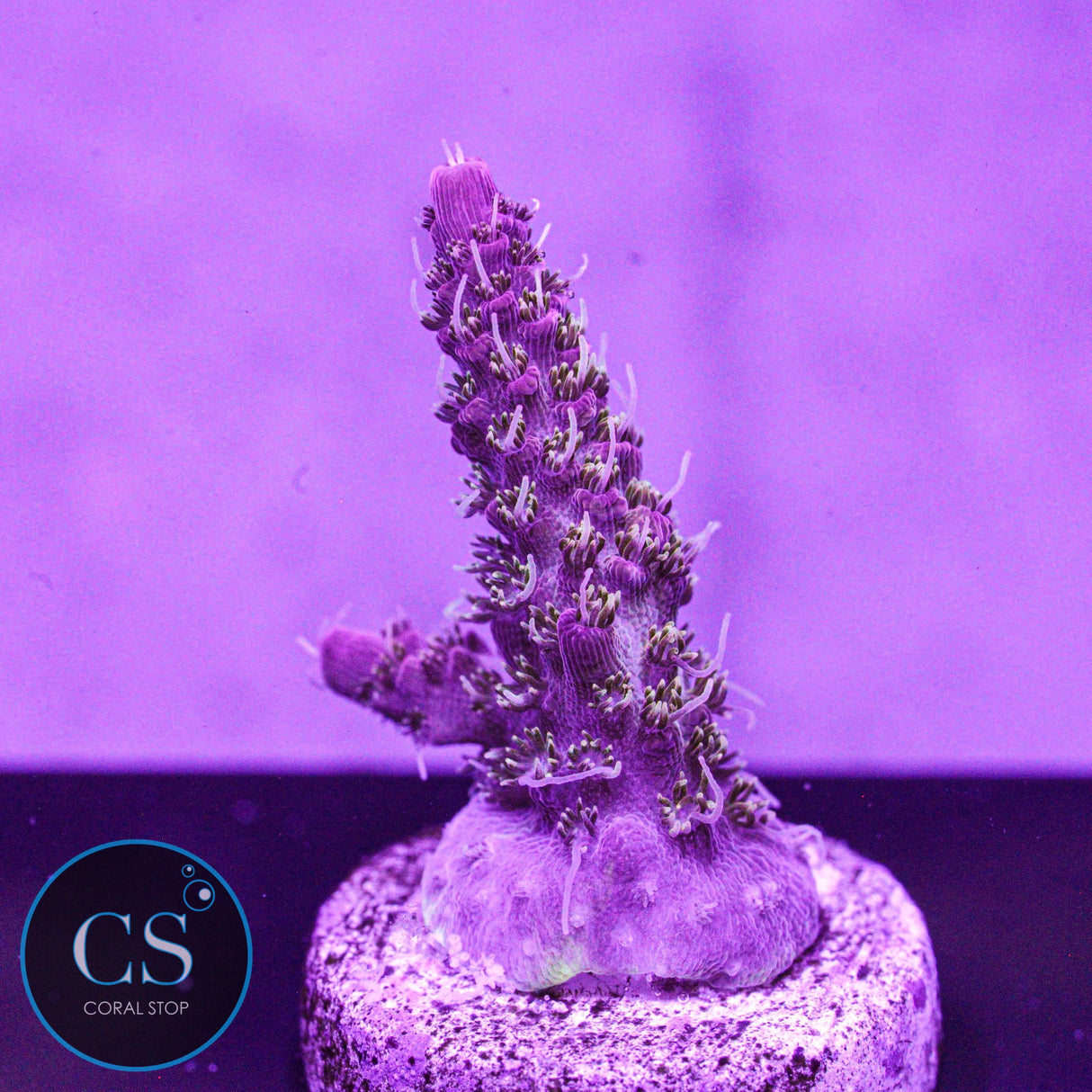 CB Gumdrop Acro