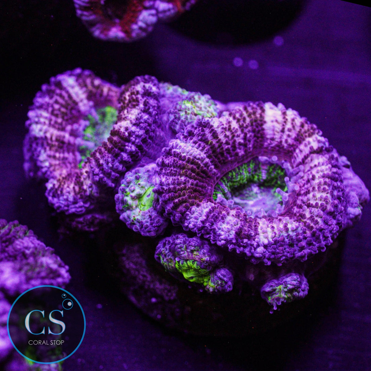 Purple Heart Acan