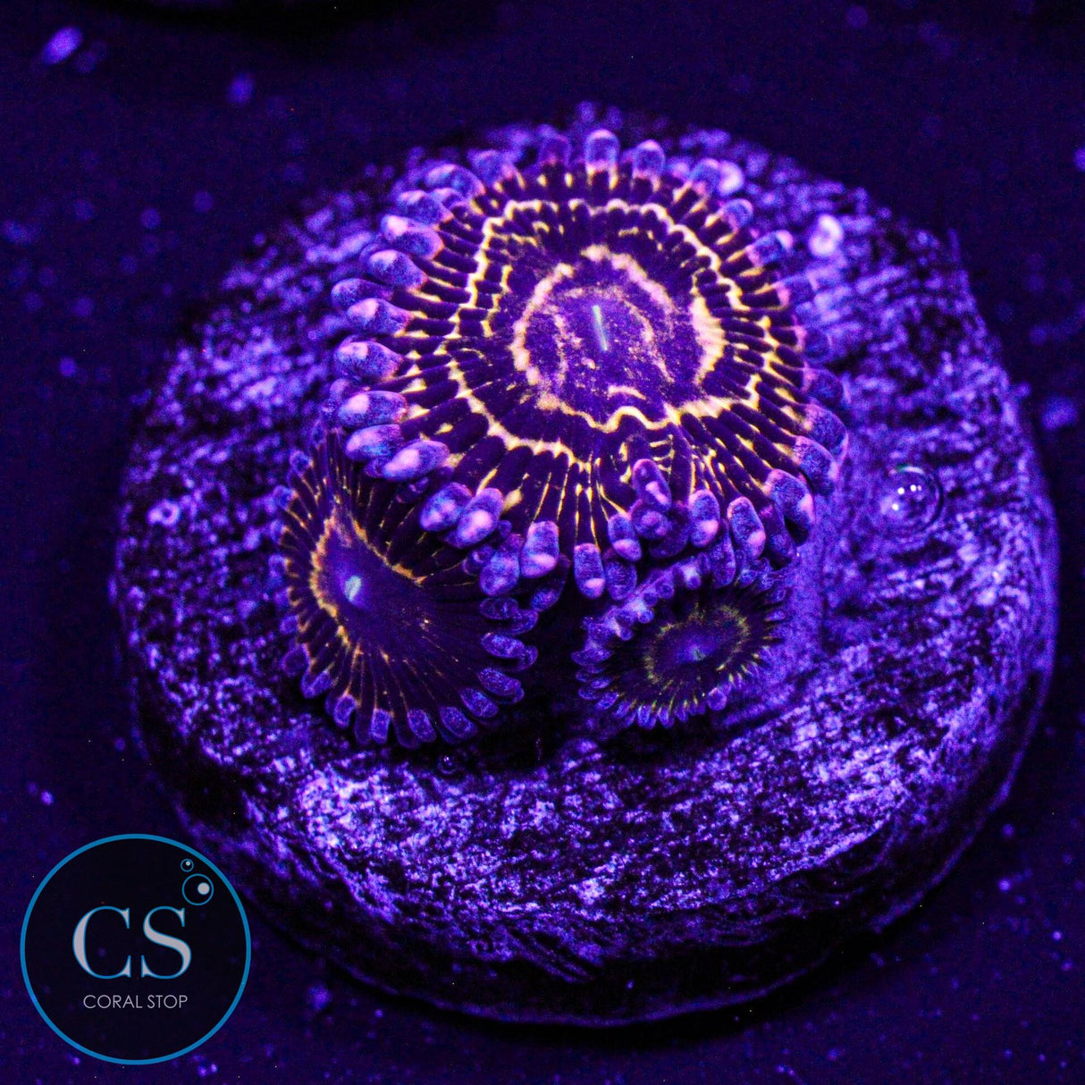 Stratosphere Zoa