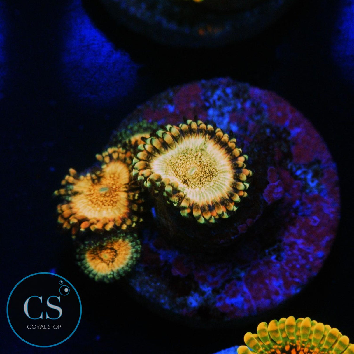 HR DEATHSTAR ZOA