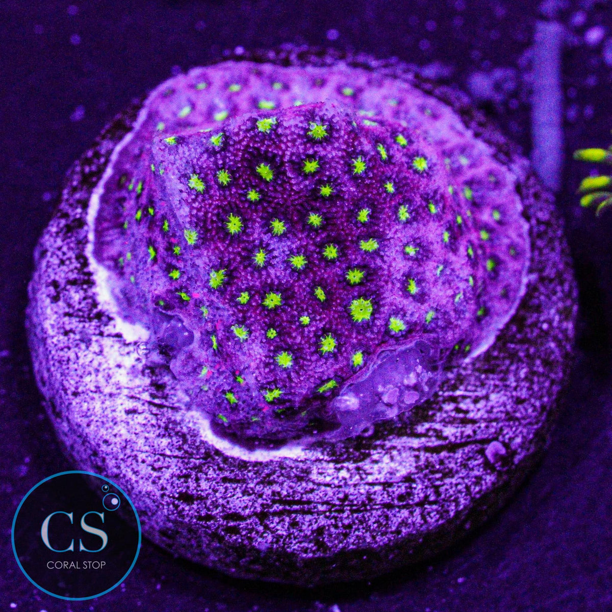 WWC Electric Daisy Stylo
