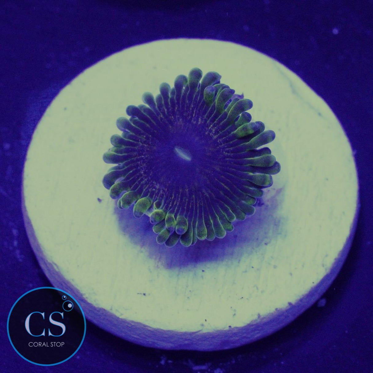 IA Purple Velour Zoa
