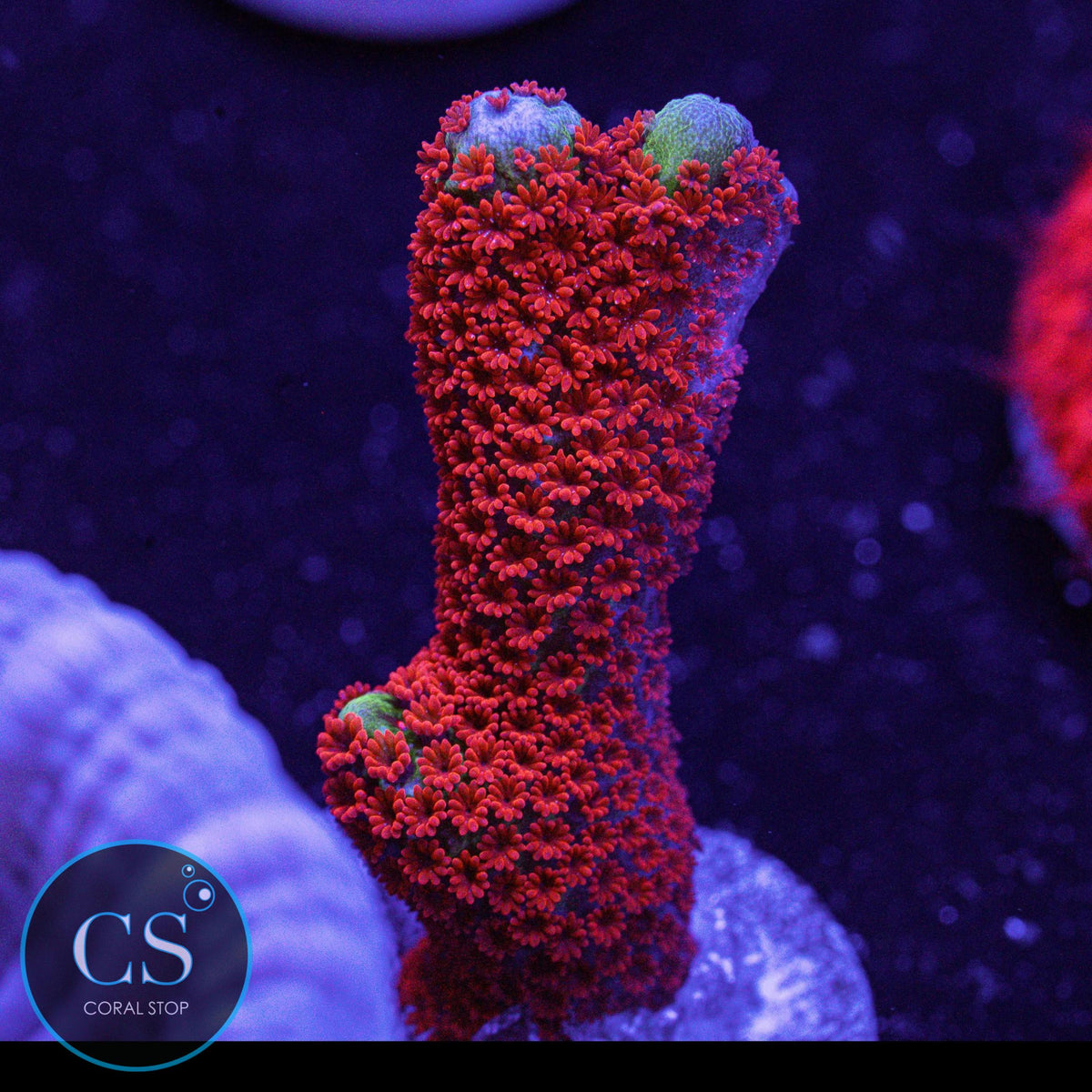 Bubblegum Digitata
