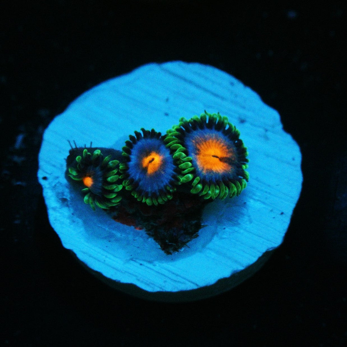 MIAMI VICE ZOA