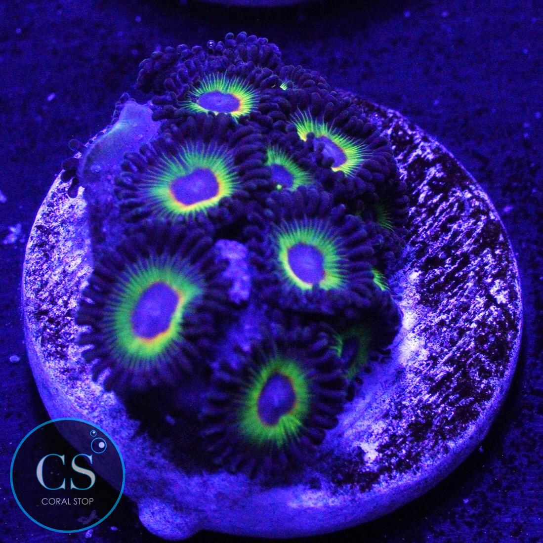WWC BOB MARLEY ZOA
