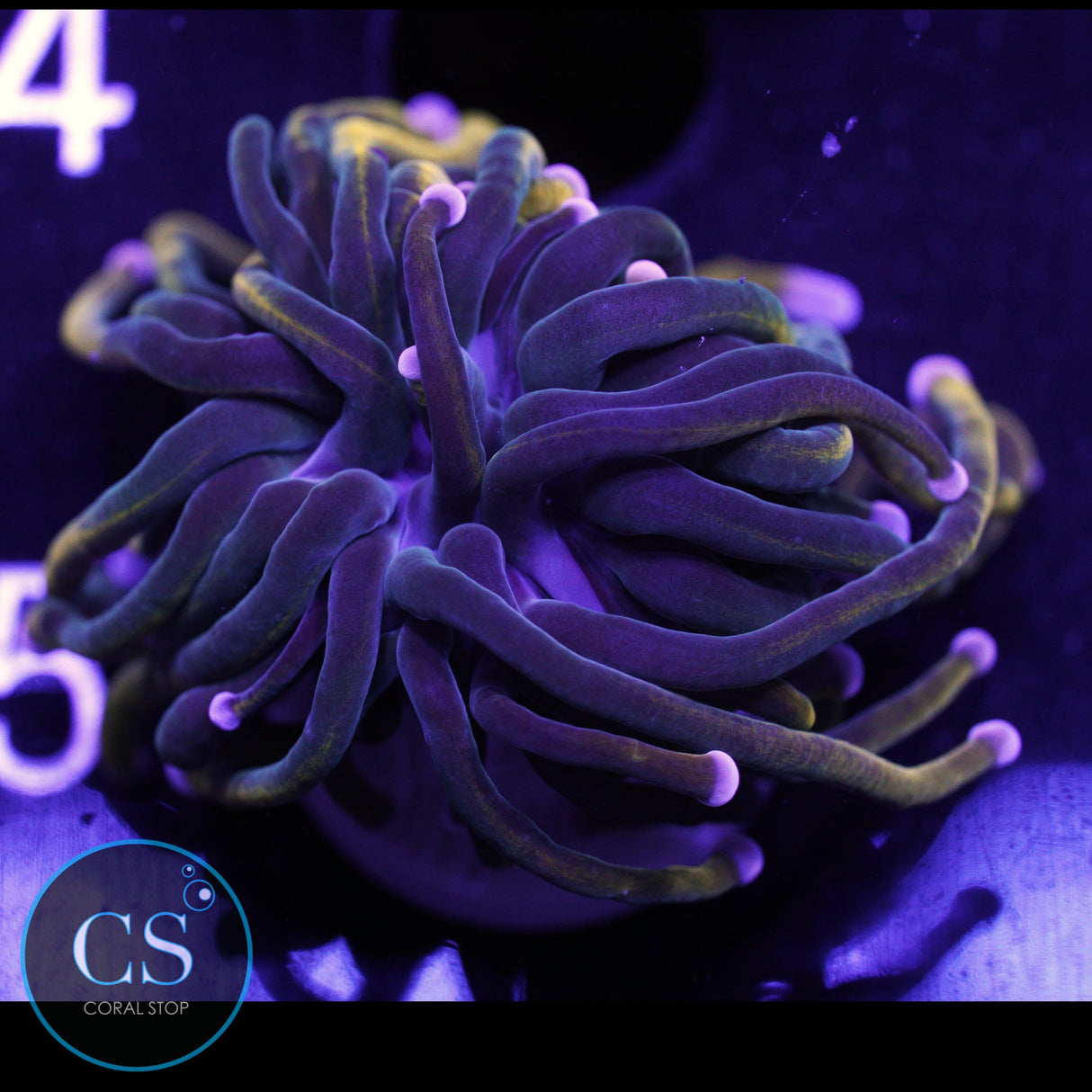 RAPUNZEL GRAIL TORCH