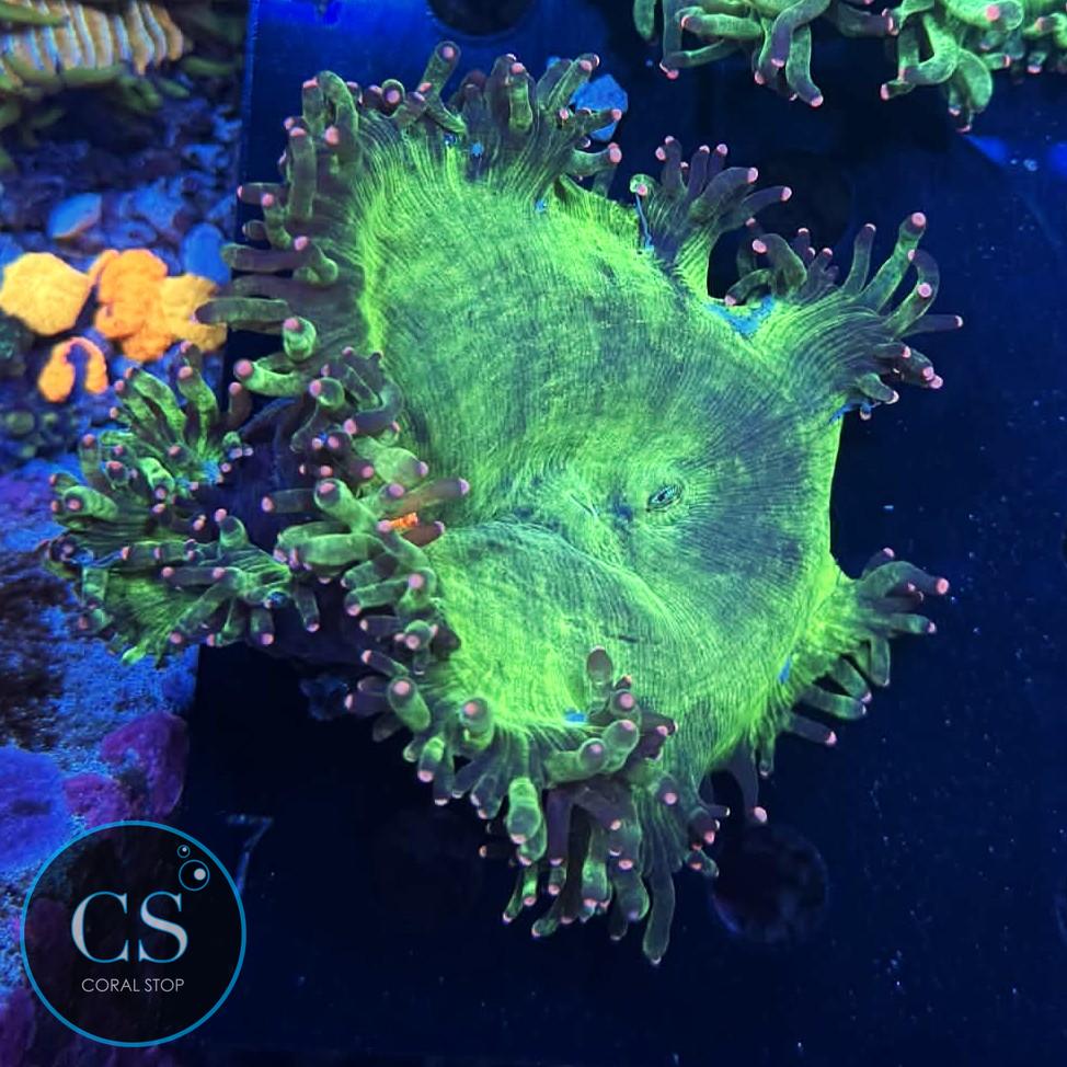 PINK TIP ELEGANCE CORAL 3"+